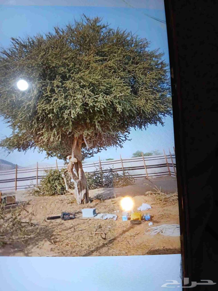 Tree Pruning and Palm Tree Grafting Teacher64403822752258110