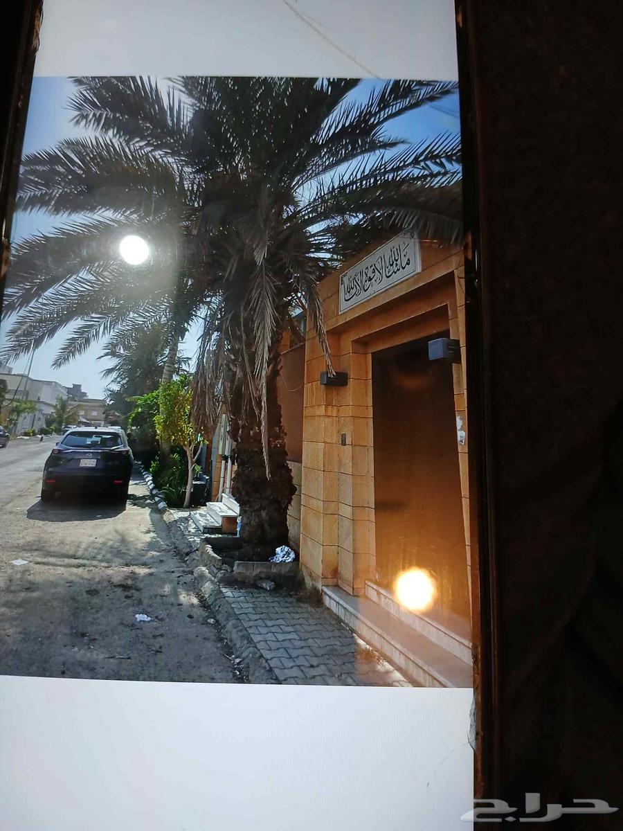 Tree Pruning and Palm Tree Grafting Teacher64403822752258111