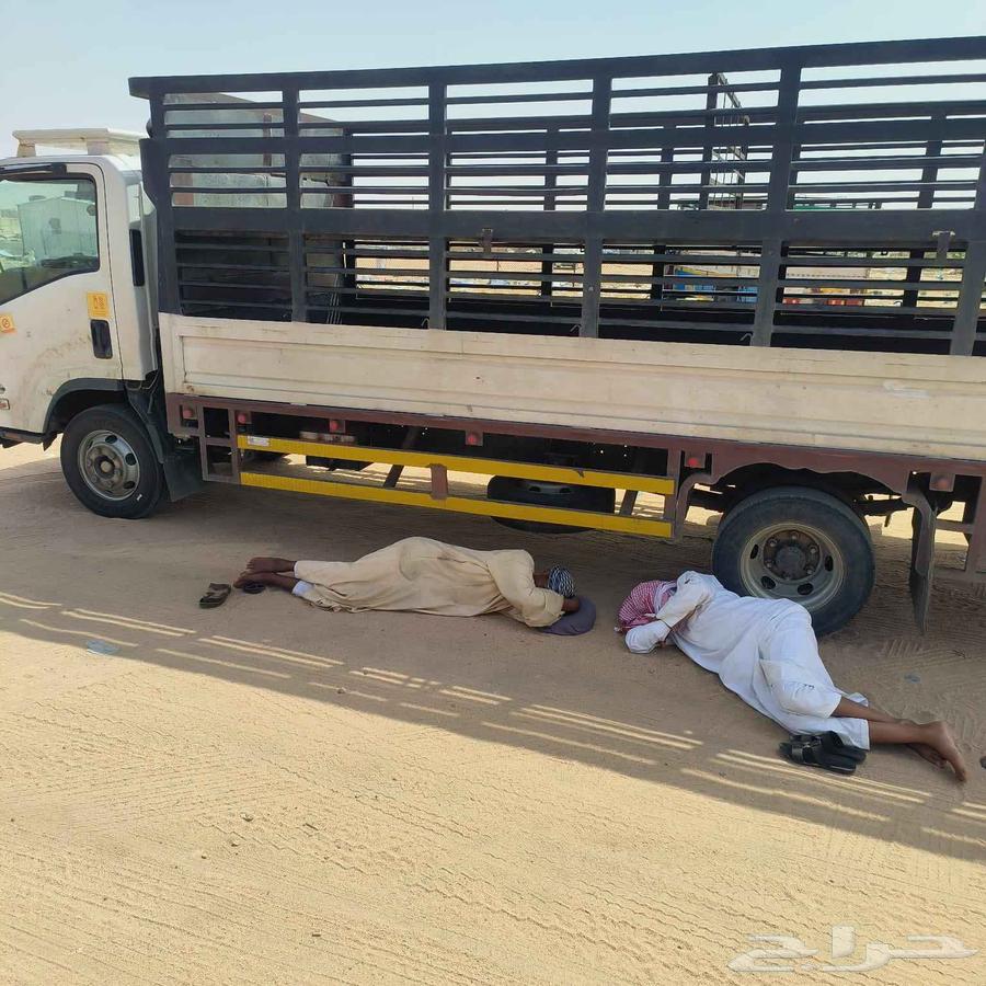 دينا 6متر نقل غنم من الطايف لي جميع المملكة64403632523266110