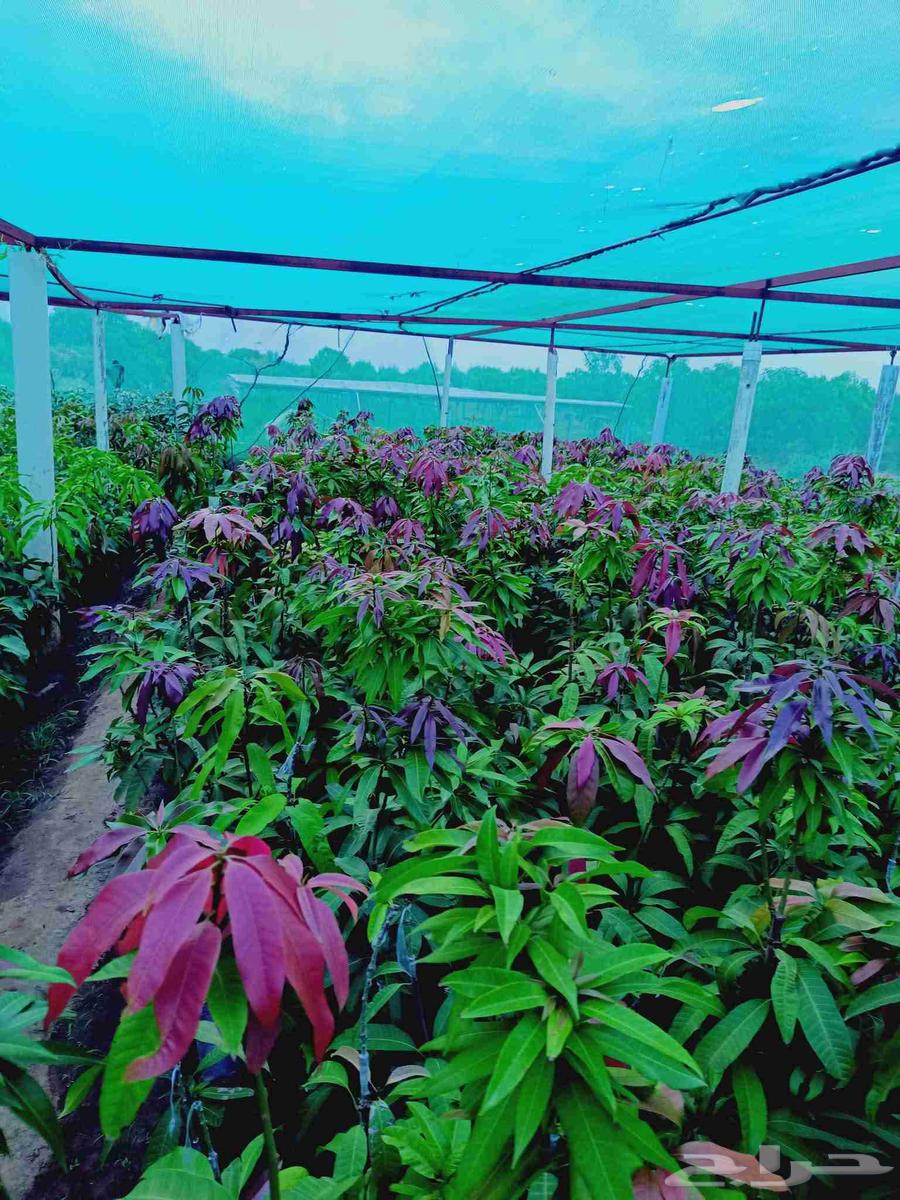 أبو غليص لجميع أنواع الشتلات المانجو الجيزاني شحن لجميع المم64403742385025114