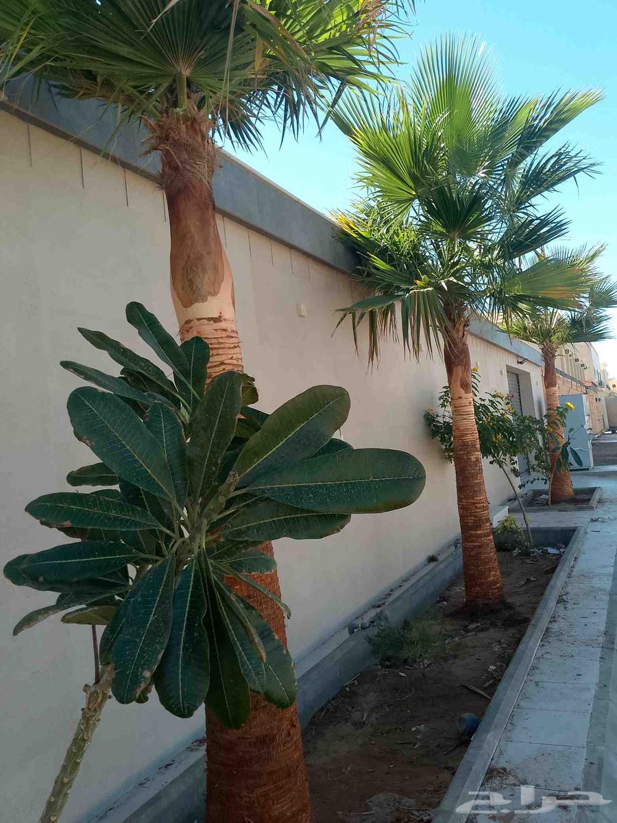 تكريب الواشنطونيا والنخيل وتنسيق الحدائق وقطع اشجار64403838854915111