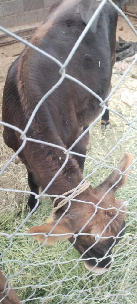 طريق الرديف ..64403600982274114