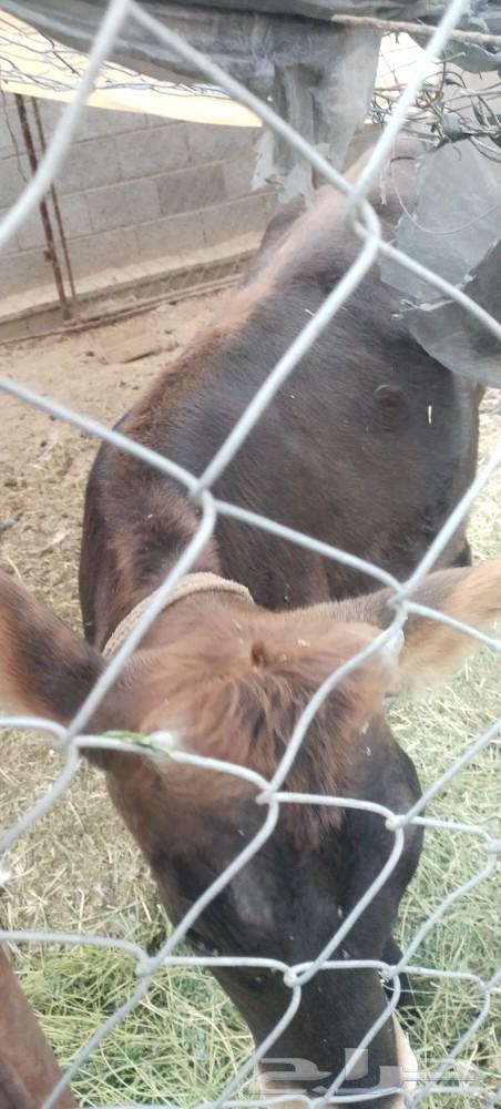 طريق الرديف ..64403600982274112