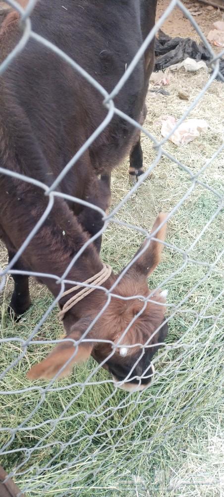 طريق الرديف ..64403600982274113