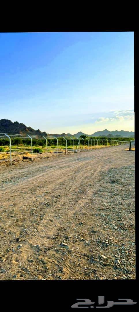 شبوك مزارع الجله المزاحمية64403791562243114