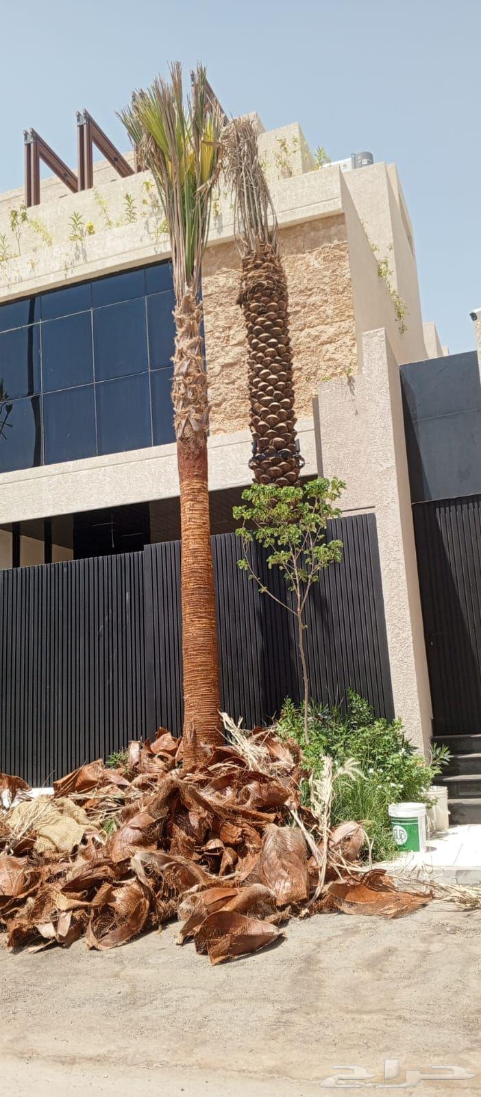 تنظيف النخل العربي والشنطني64403838583939111