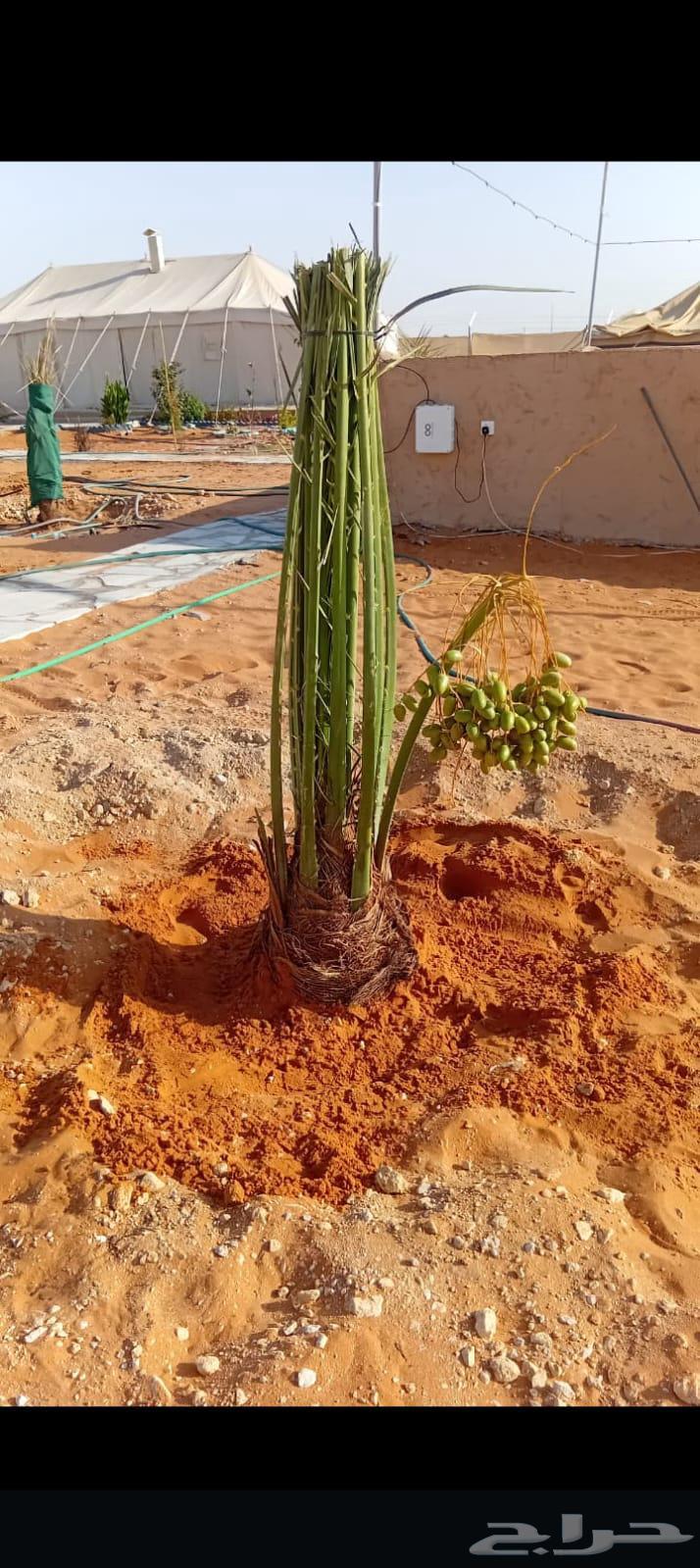 There are workers for all types of excavation, backfilling, removal, and planting services64571602496257112