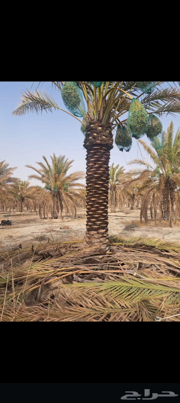 There are workers for all types of excavation, backfilling, removal, and planting services64571602496257110