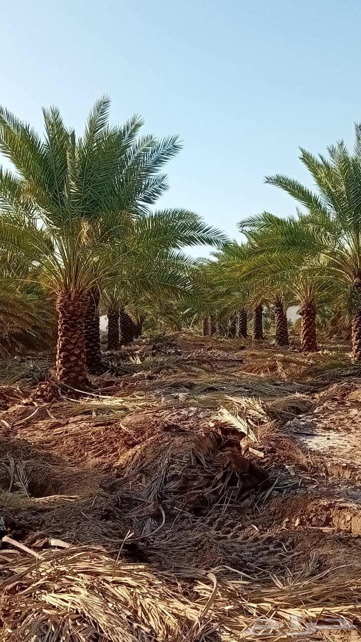 There are workers for all types of excavation, backfilling, removal, and planting services64571602496257111