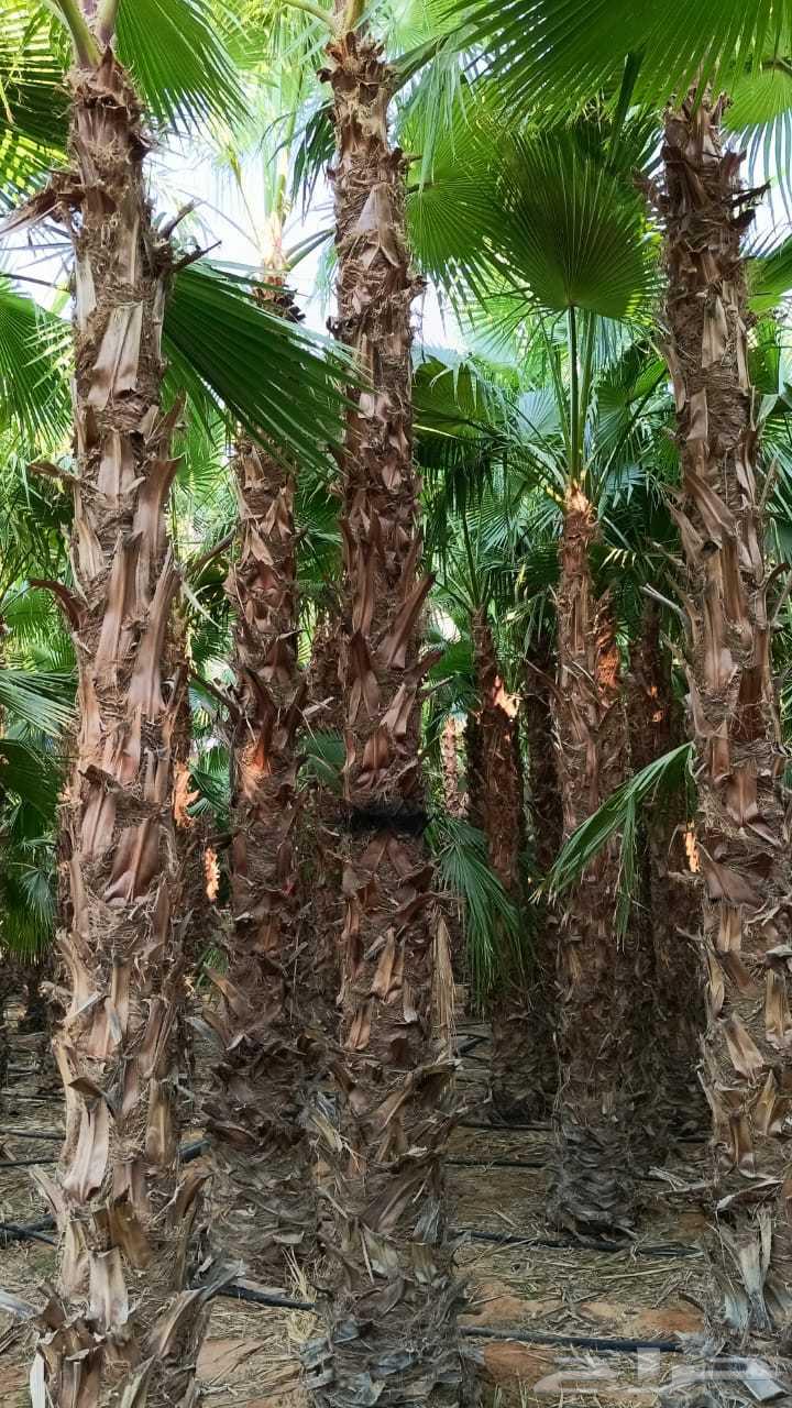 نخل واشنطني زينه رقم واحد توريد وتركيب64403806104065112