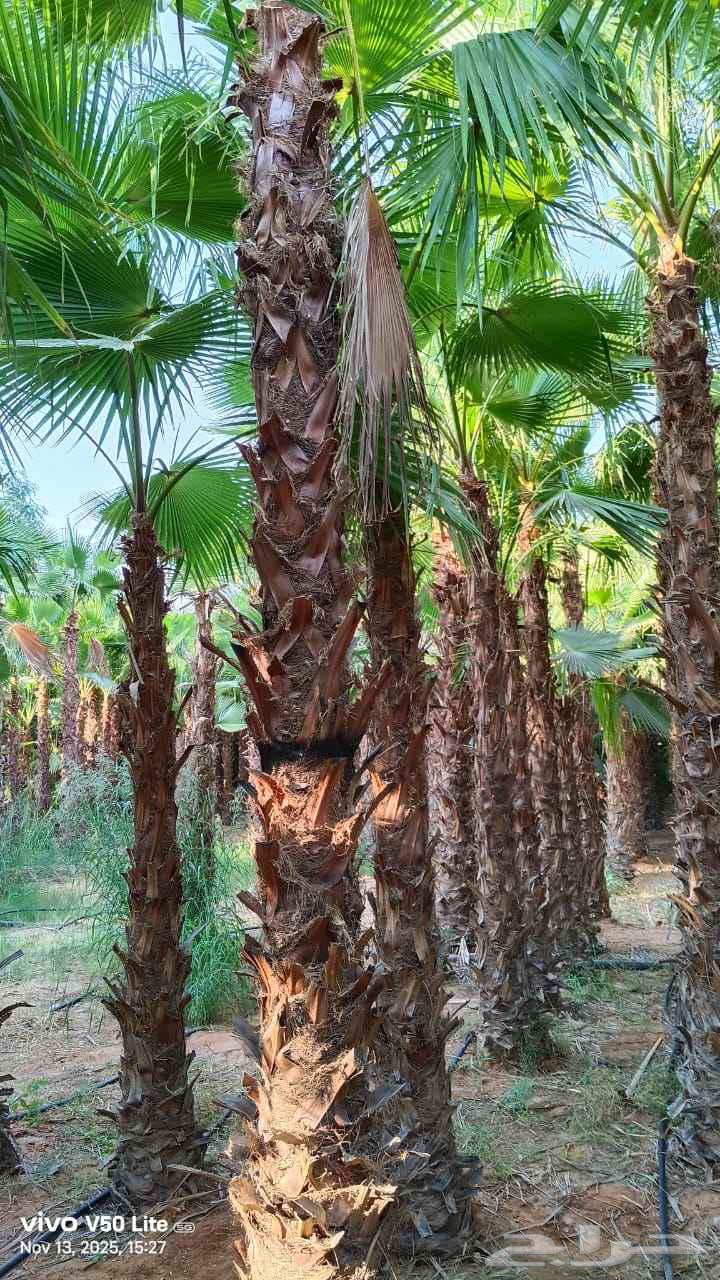 نخل واشنطني زينه رقم واحد توريد وتركيب64403806104065111