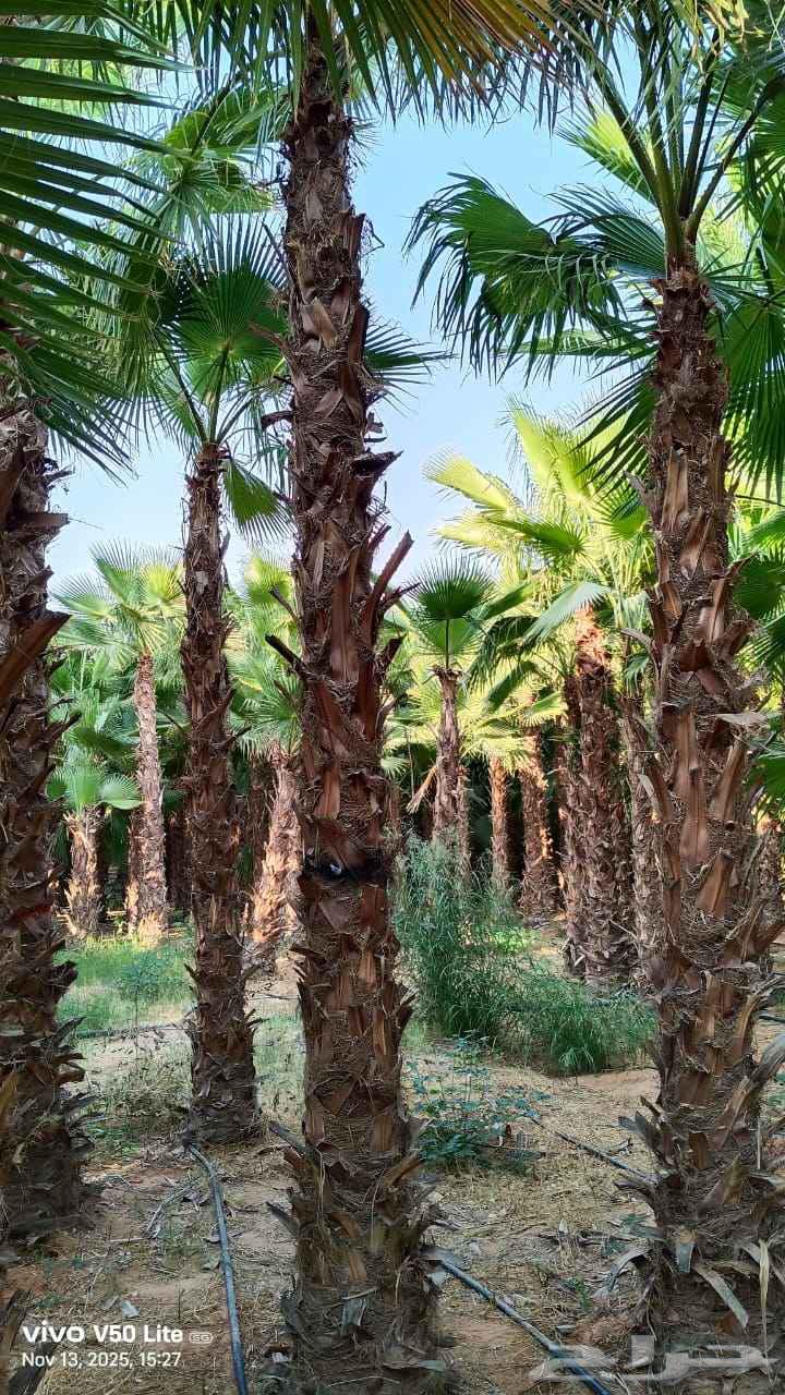 نخل واشنطني زينه رقم واحد توريد وتركيب64403806104065110