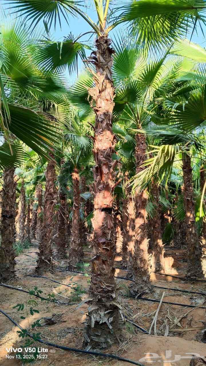 نخل واشنطني زينه رقم واحد توريد وتركيب64403806104065113