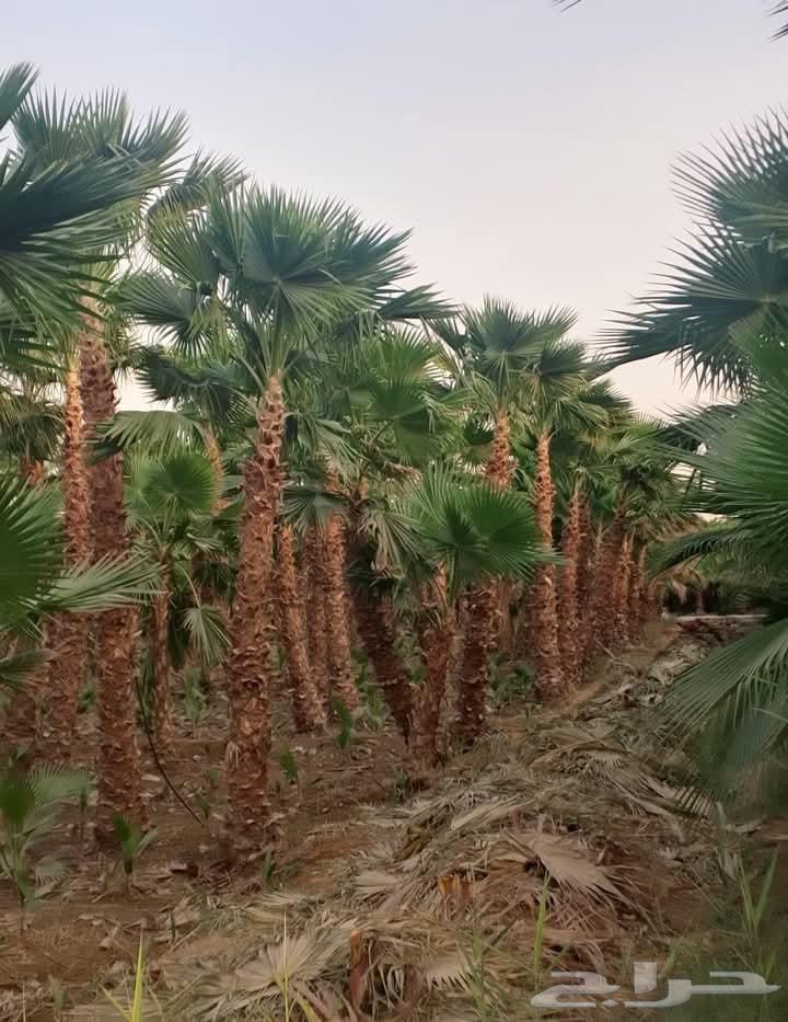 General articles in64403743259394111