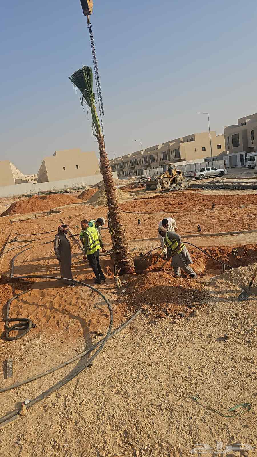 نخل واشنطني زينه رقم واحد توريد وتركيب64403806104065114