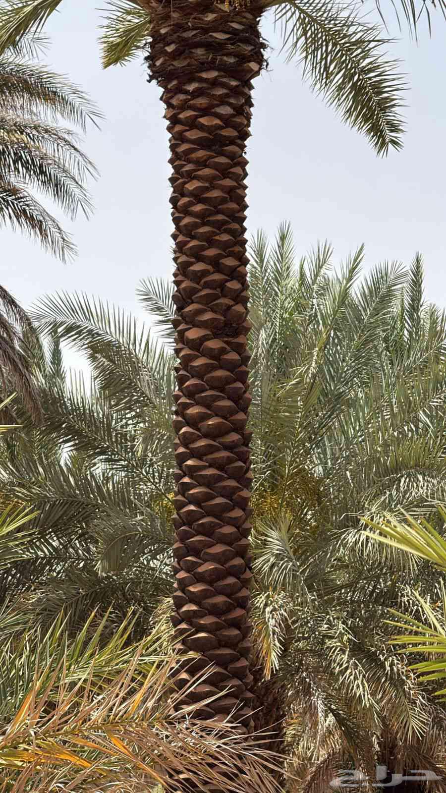 There are workers for all types of excavation, backfilling, removal, and planting services64571602496257114