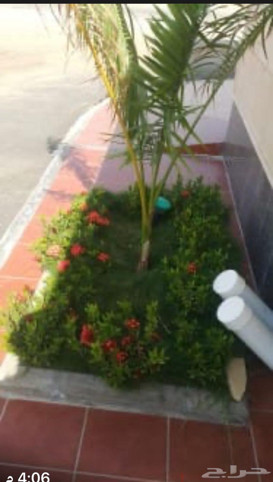 منسق حدائق جدة  ومكة زراعة النقيل الطبيعي  وشبكات الري تقريب64403742098945110