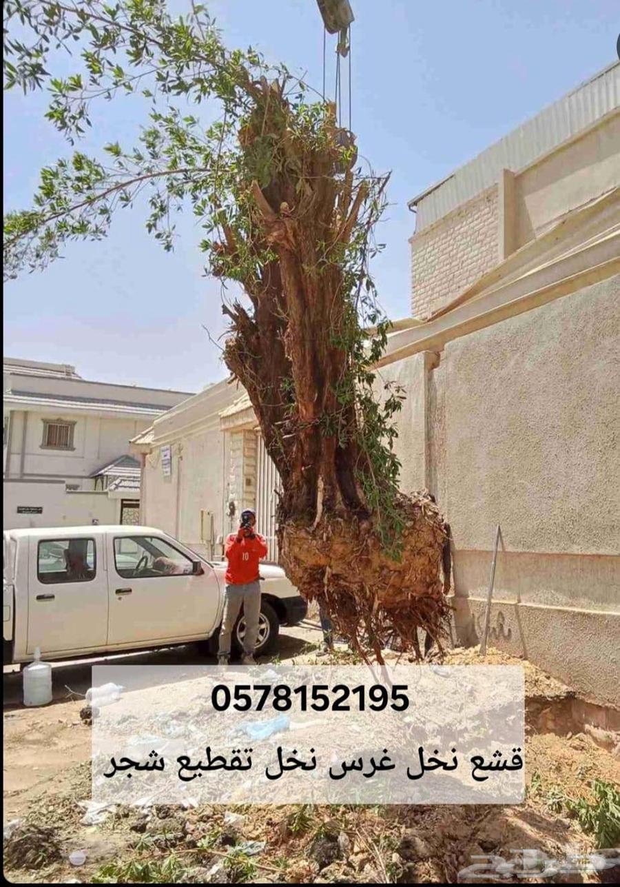 قشع نخل غرس نخل قص شجر تقطيع شجر رافعه نقل نخل64403742867843112