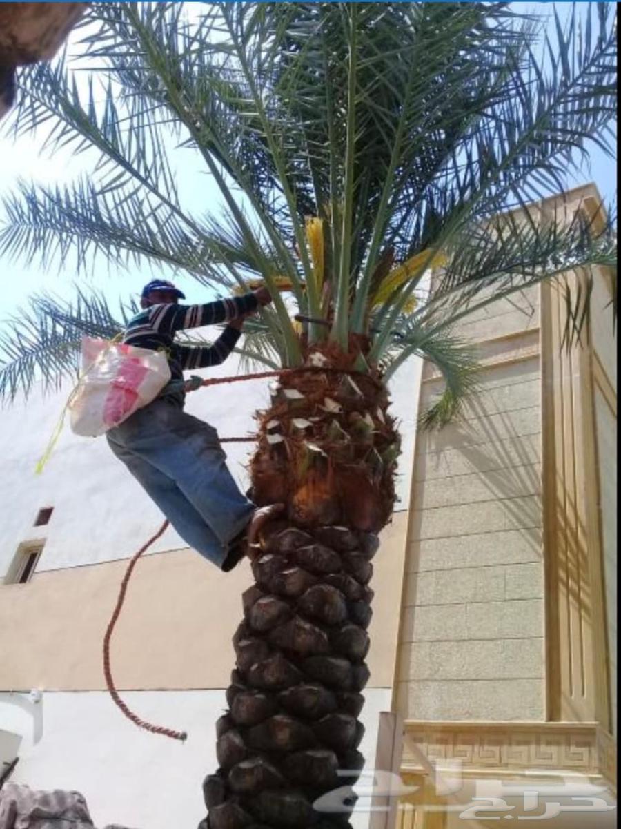 قشع نخل غرس نخل قص شجر تقطيع شجر رافعه نقل نخل64403742867843110