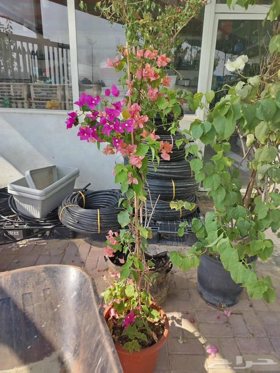 مزارع ومنسق حدائق64403822708481113