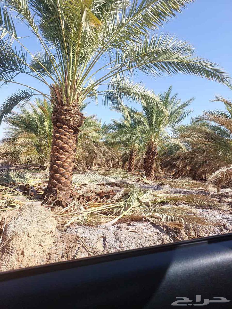 There are workers for all types of excavation, backfilling, removal, and planting services64571602496257113