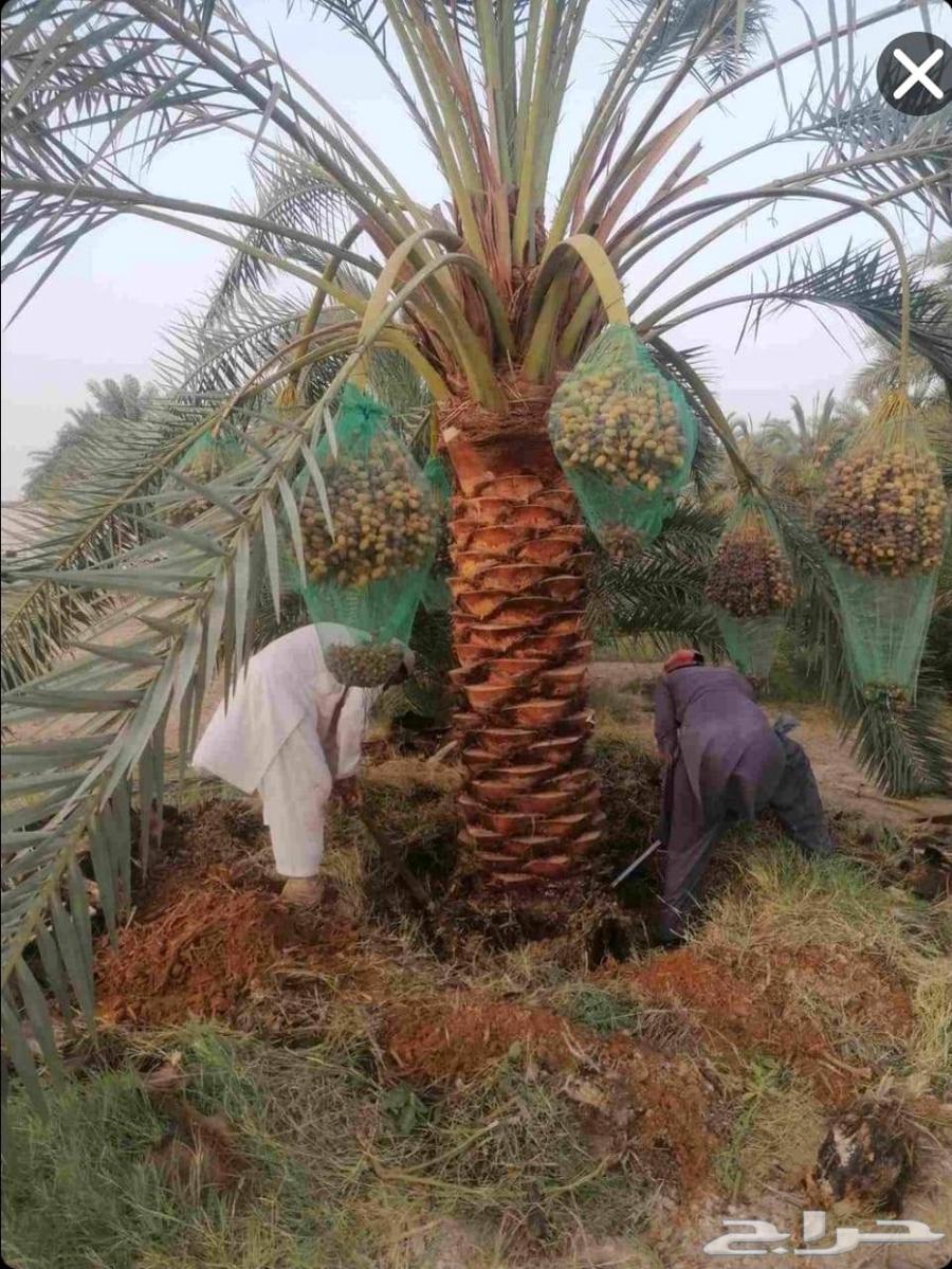 قشع نخل غرس نخل قص شجر تقطيع شجر رافعه نقل نخل64403742867843114