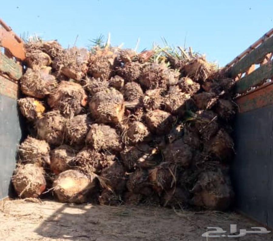 We uproot and plant all types of palm trees64403727252227110