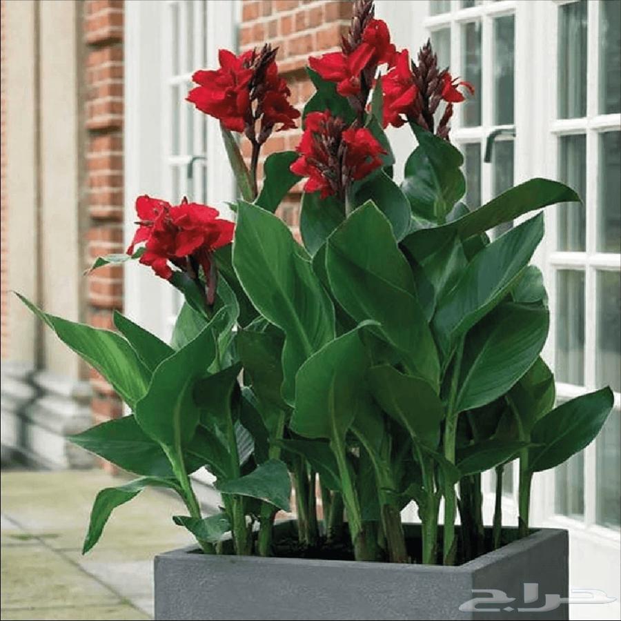 زراعه اشجار نخل نجيل.قص.تزيين.تقليم.تكريب نخل.تاذيب.رش64422755882498114