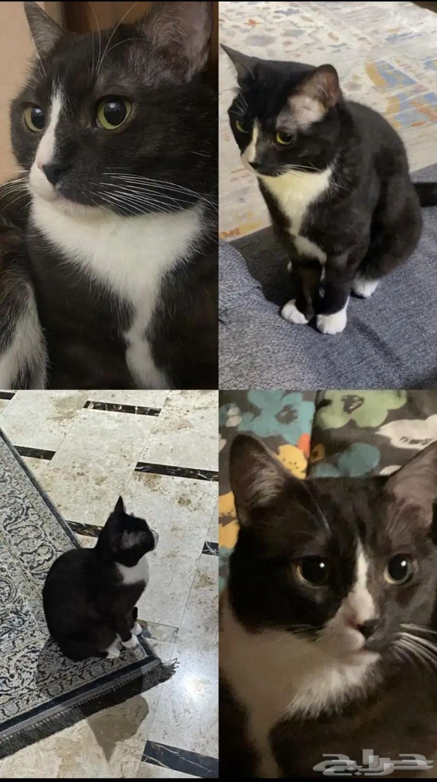 قطة للتبني64422722966658110