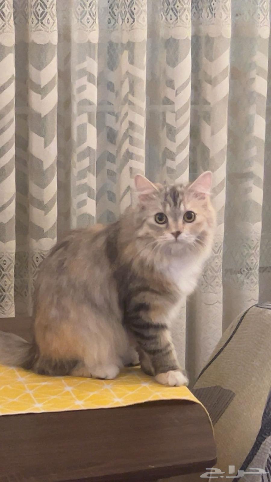 قطط لتبيني64422738516355111