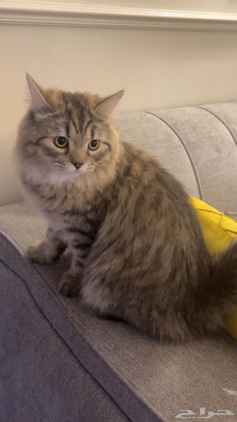 قطط لتبيني64422738516355110