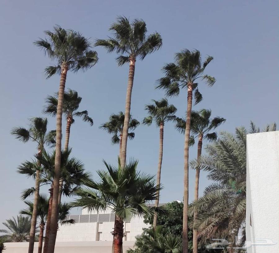 Pruning and Cleaning of Palm Trees64422723373186110