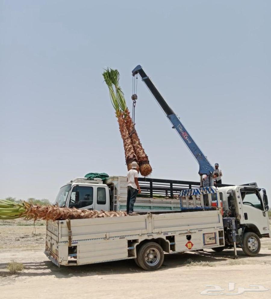 نقل نخل واشنطني قشع وازاله نخل وقص اشجار وترحيل مخلفات64422958988801110