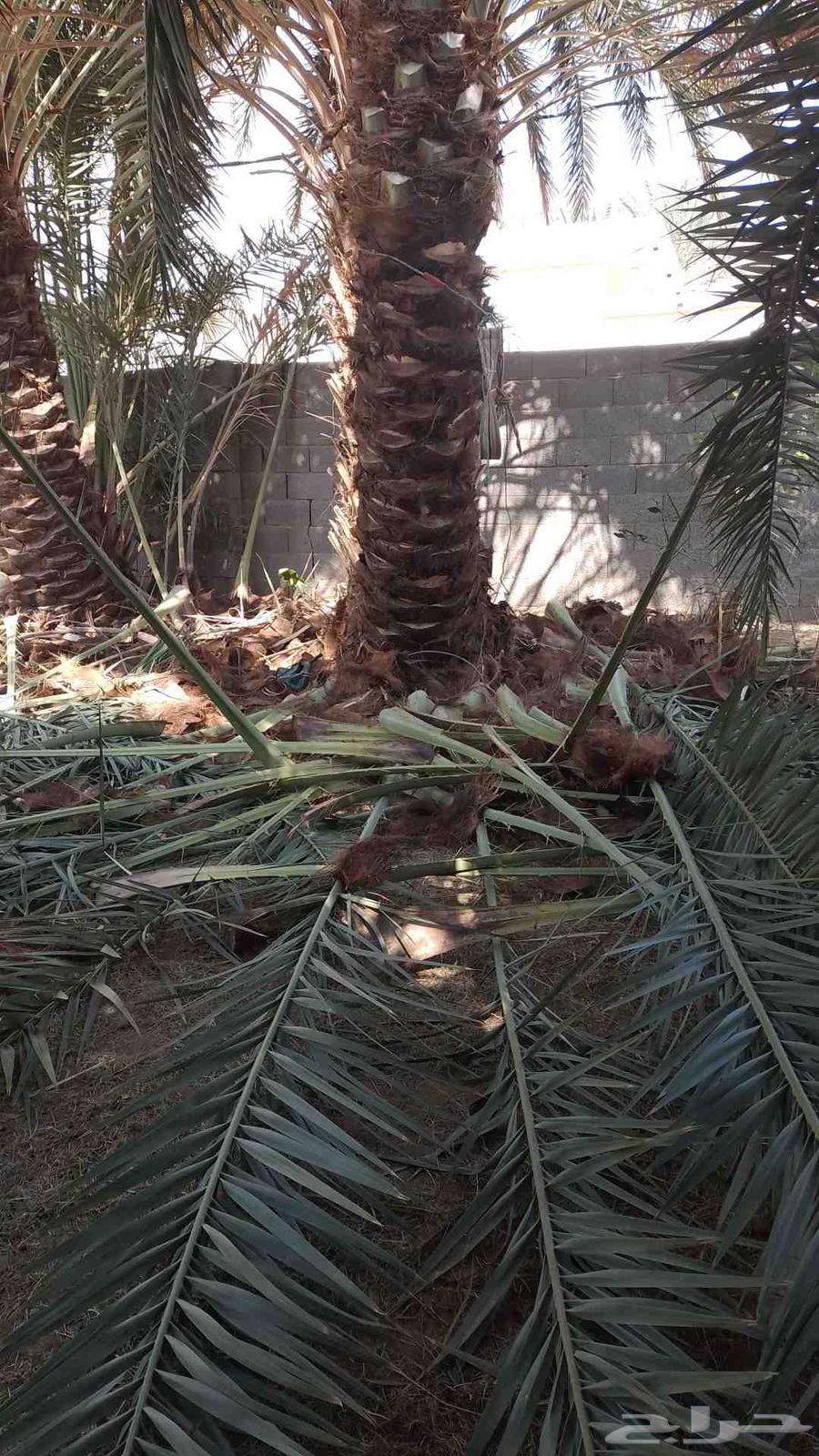 تكريب النخل واشغال النخل والأشجار نقل غرايس فروخ64422723340419110