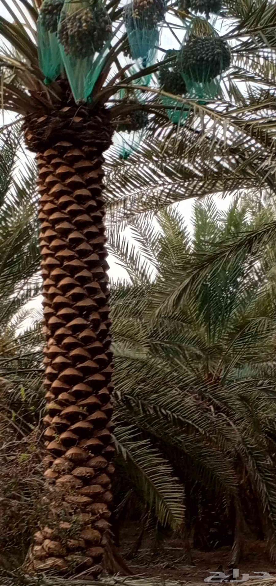 Trimming, cleaning, pruning of Arabian and Washingtonia palm trees, and soil replacement64422754839553111