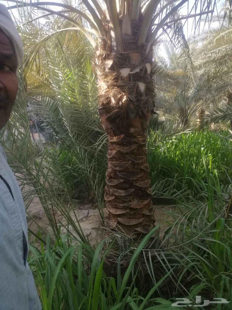 Mohamed's Nursery for Upper Egyptians64422912598529111