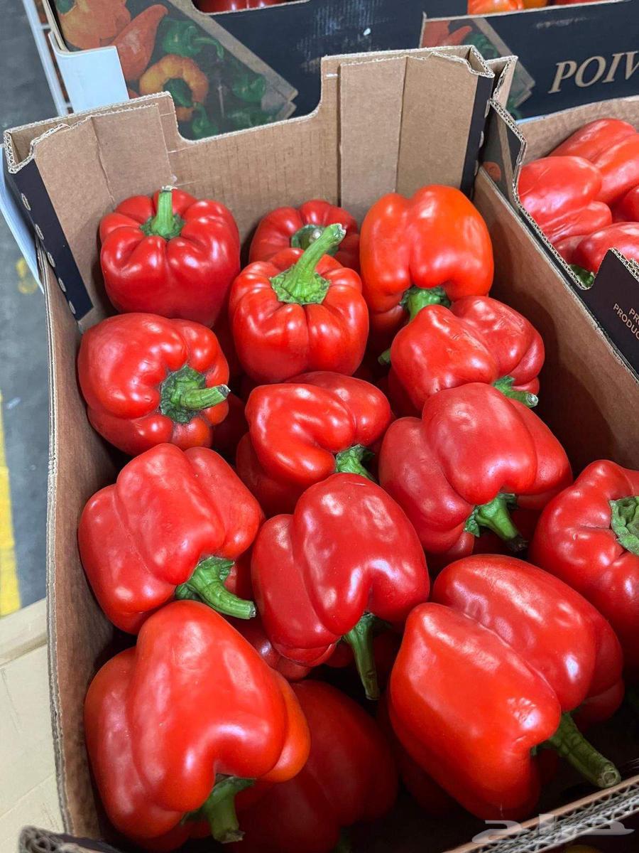 توريد جميع الخضروات من دوله المغرب لكل دول الخليج العربي64422895785473114