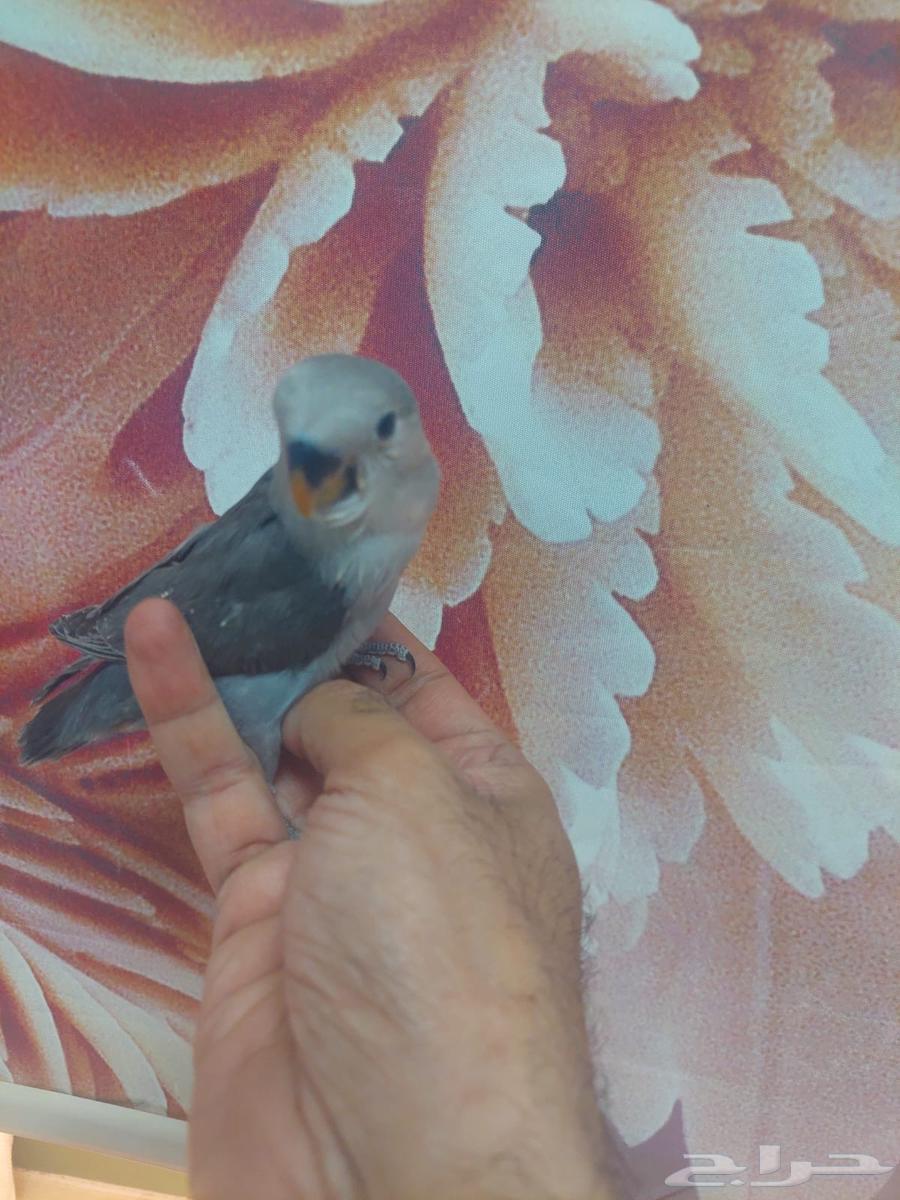 فندقة طيور64422896444673111