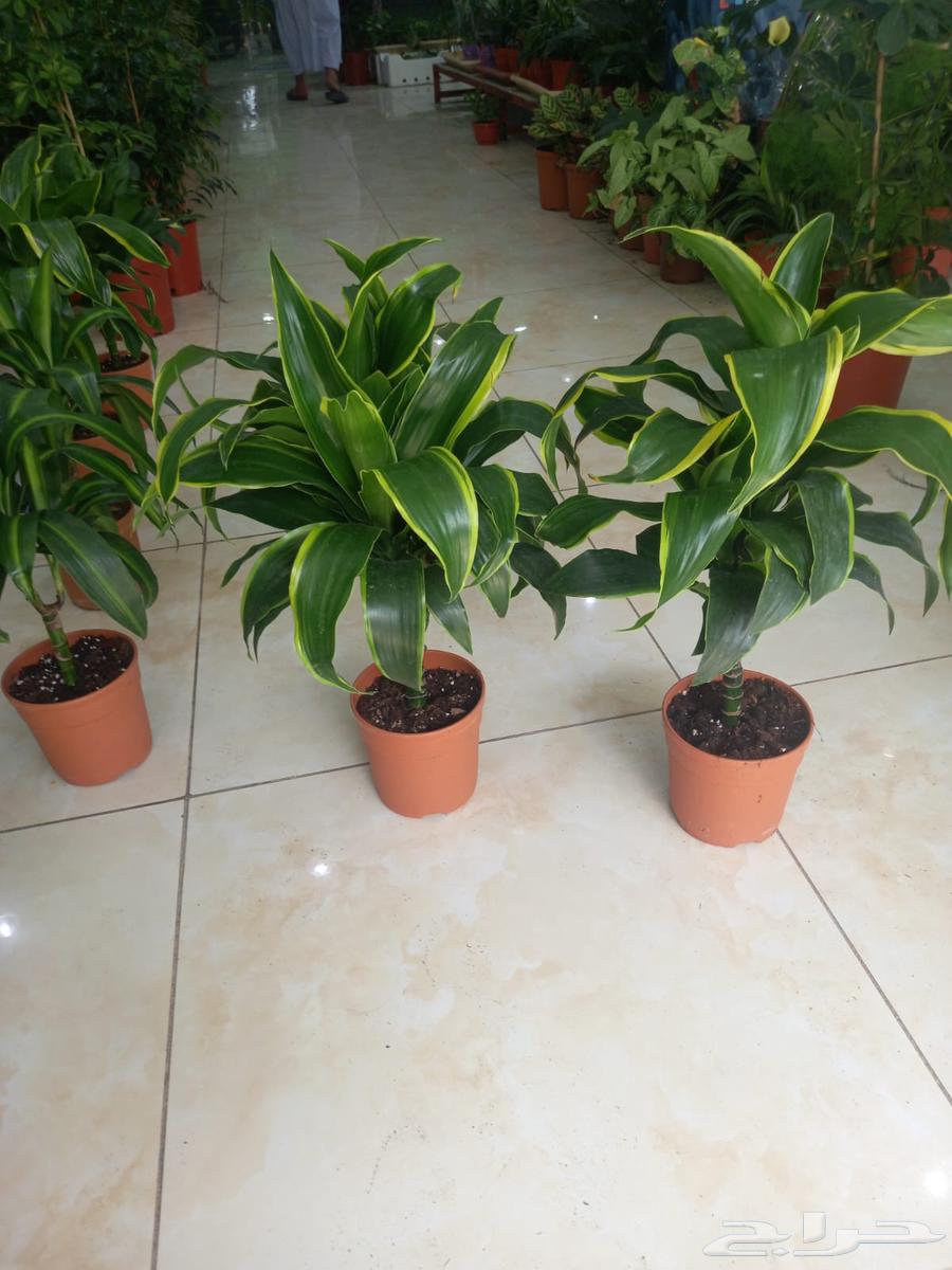 تنسيق الحدائق64422739532035110