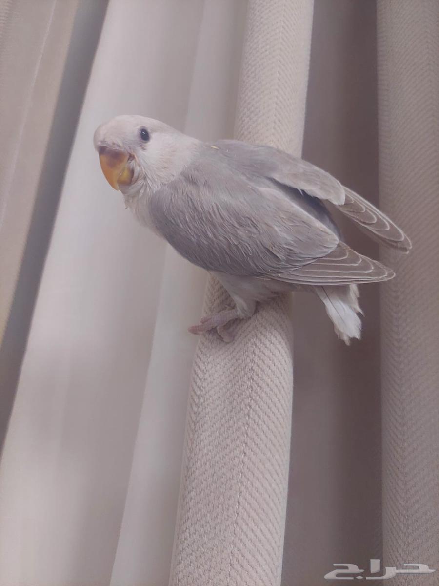 فندقة طيور64422896444673112