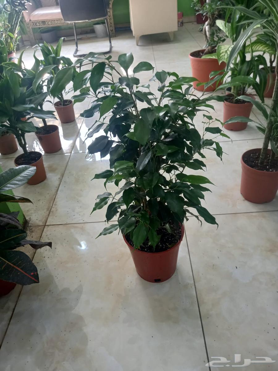 تنسيق الحدائق64422739532035111