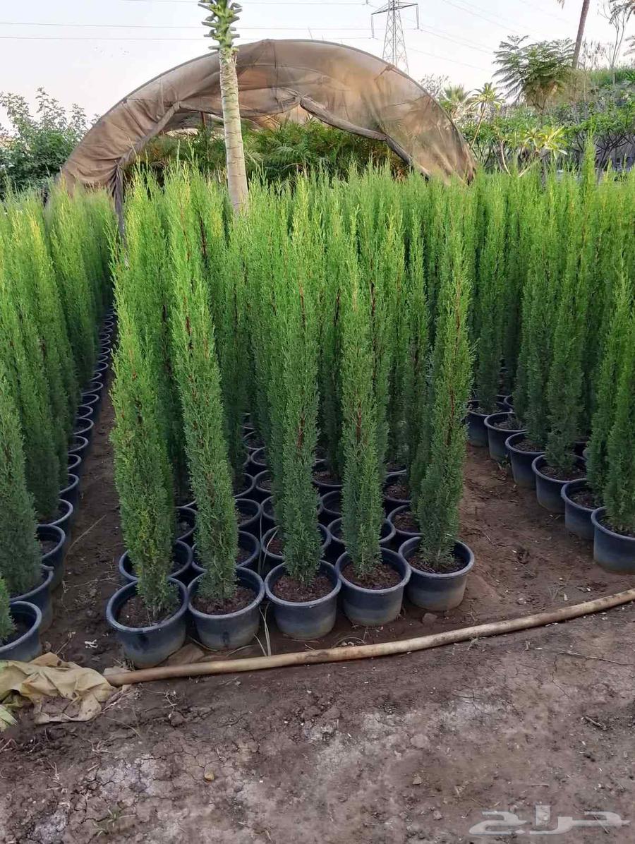 Taif Garden Design64422816390147112