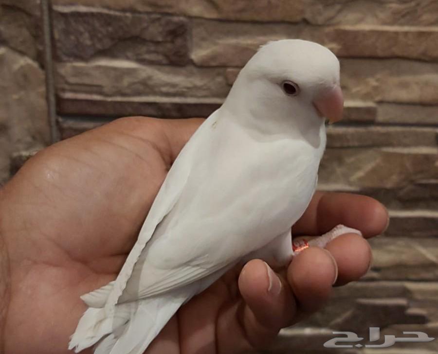 فندقة طيور64422896444673110