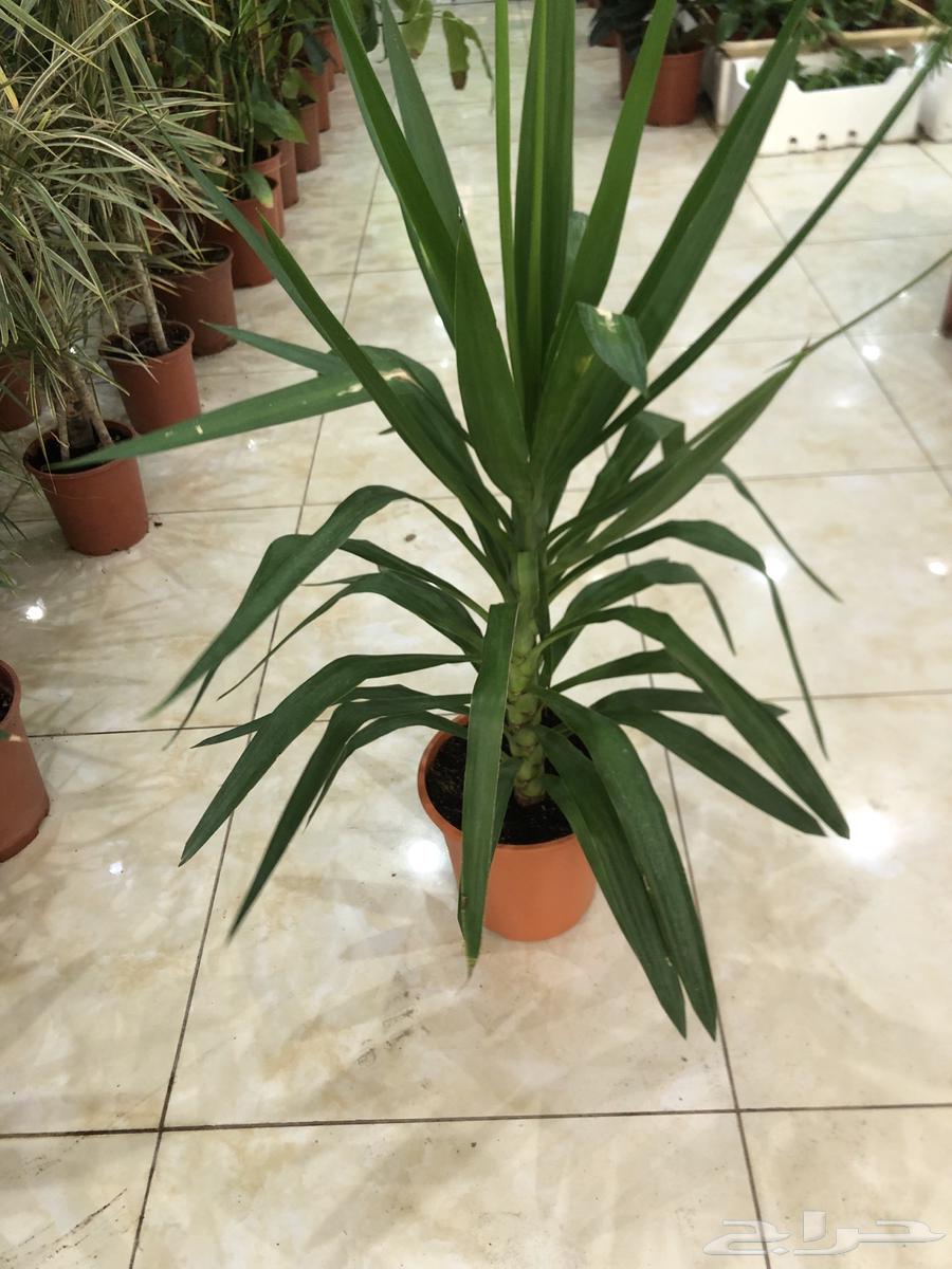 تنسيق الحدائق64422739532035112