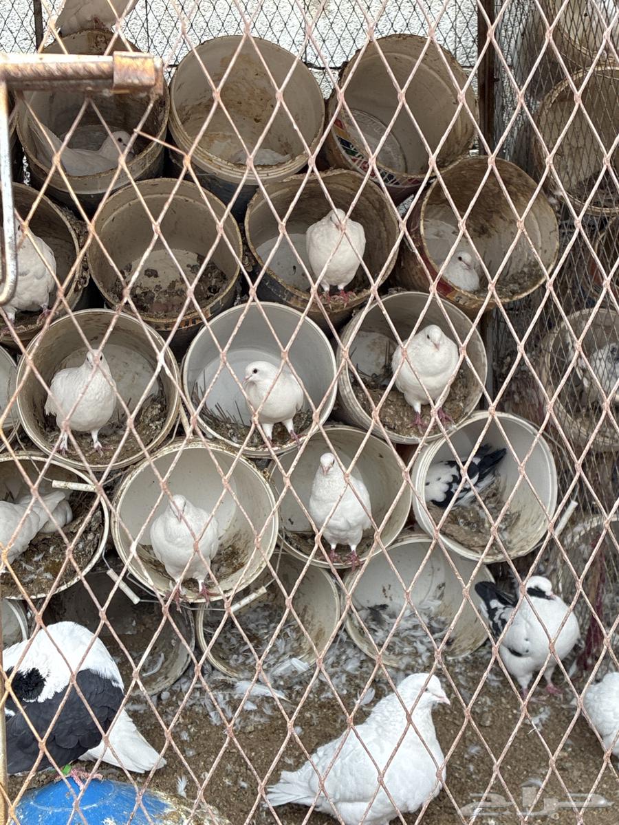 للبيع حمام فرنسي سوبر جامبو64422771143298111