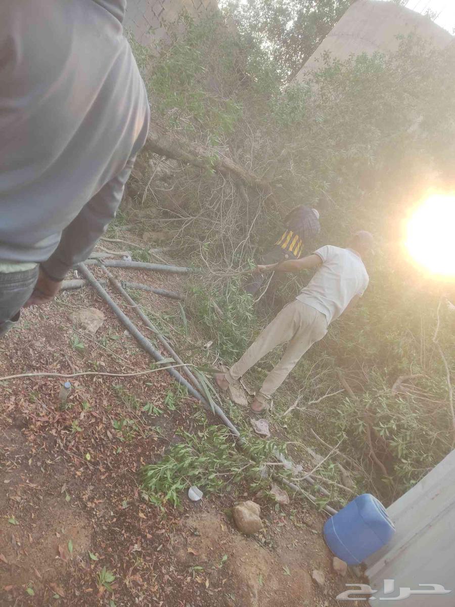 Tree Trimming64422771426050111