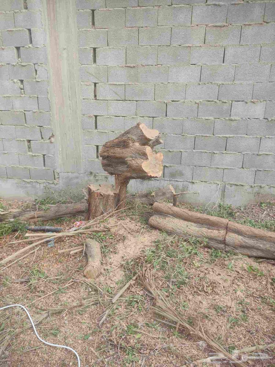 Tree Trimming64422771426050110