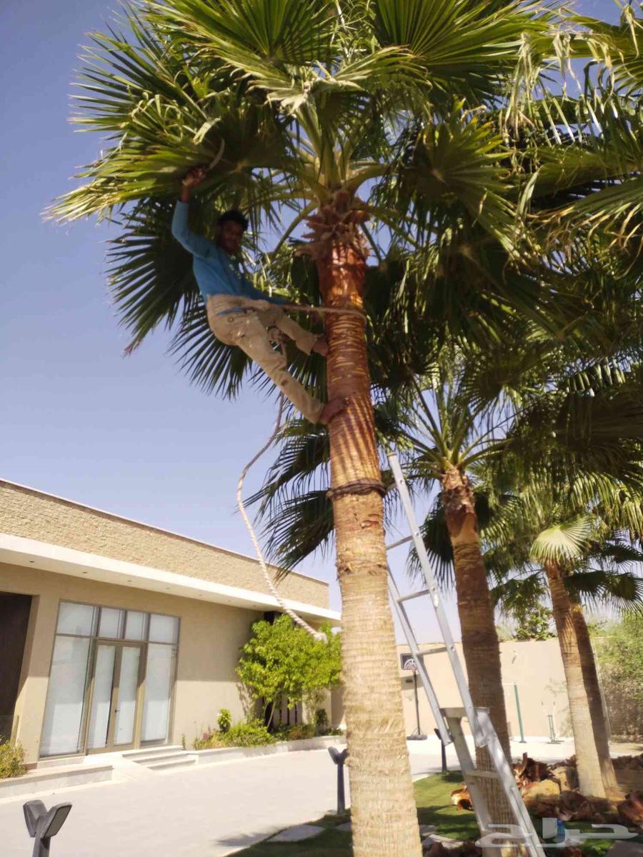 تكريب وتنظيف وشذاب نخل العربي ولواشنطني وتغيير تربه لمناسبه64422738832898113