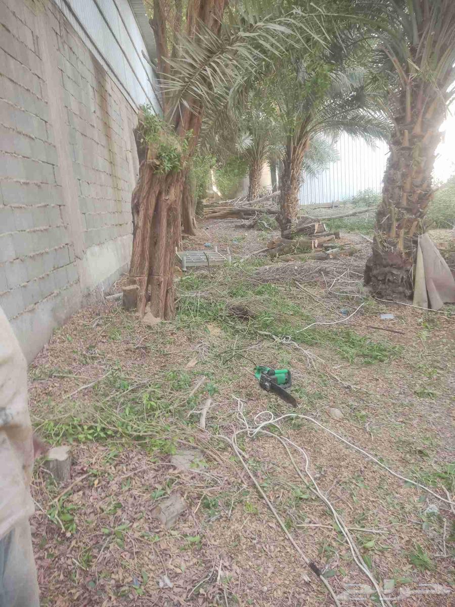 Tree Trimming64422771426050113