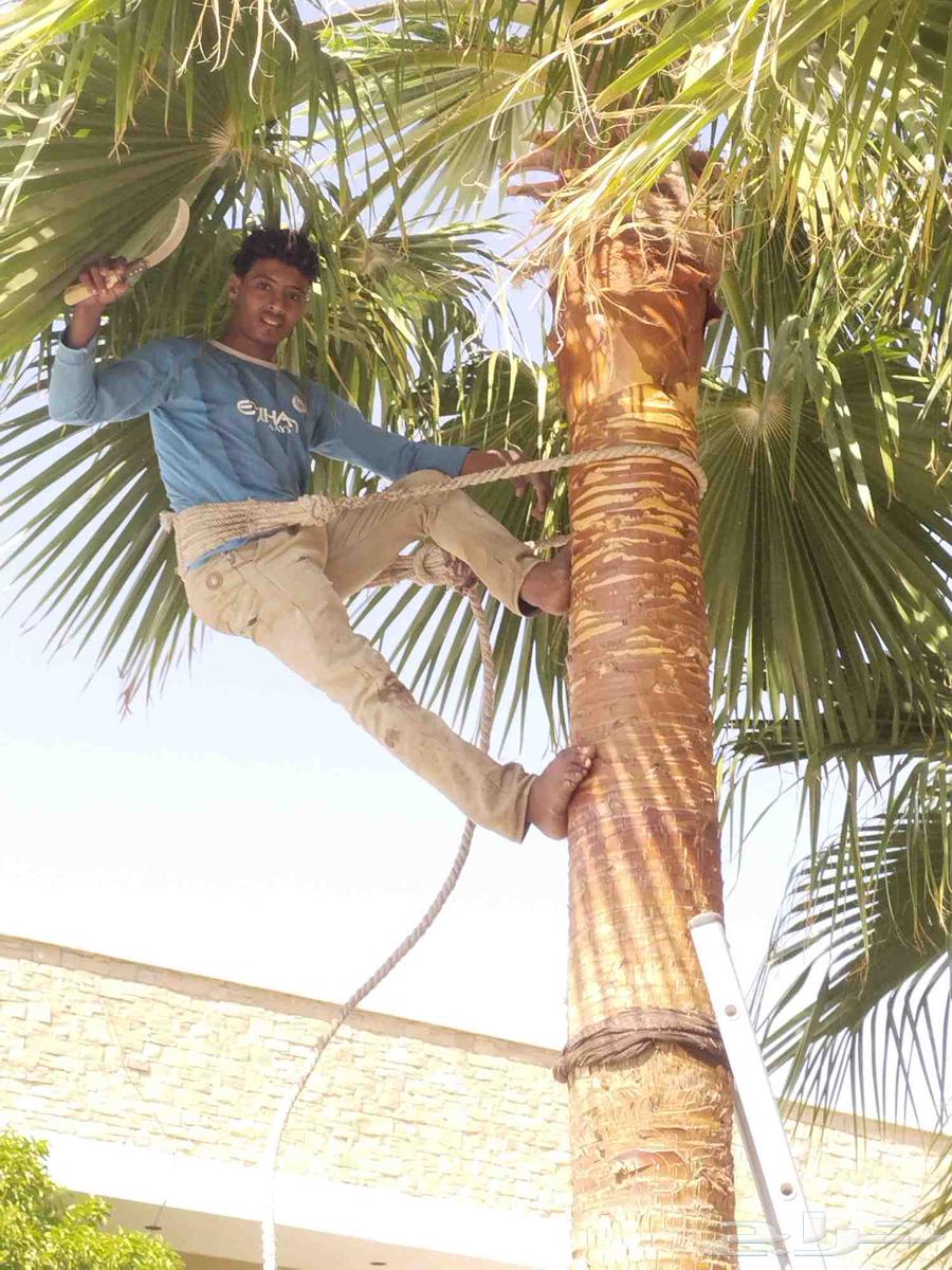 تكريب وتنظيف وشذاب نخل العربي ولواشنطني وتغيير تربه لمناسبه64422738832898110